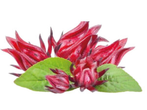 hibiscus (bissap)